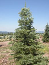 Concolor Fir